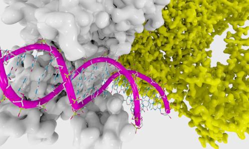 Researchers Study ‘Background’ Mutations That Can Impact Schizophrenia and Autism