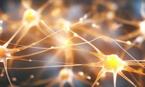 Discovery of a New Synaptic Mechanism Through Which Memories Are Maintained and Lost
