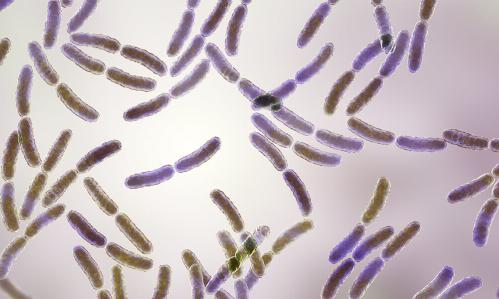 Gut Organisms Impact the Ability to Extinguish Fear