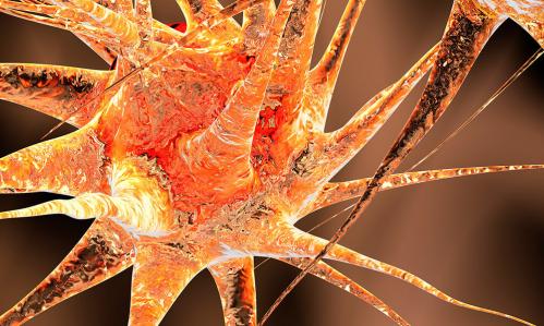 Using Stem-Cell Technology, Researchers Succeed in ‘Growing’ a Working Blood-Brain Barrier